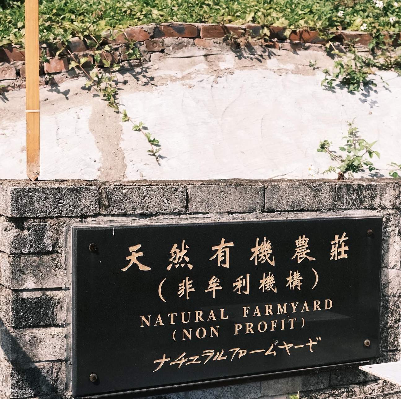 Café tostado + taller de teñido de índigo